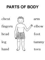 Parts Of Body Worksheet